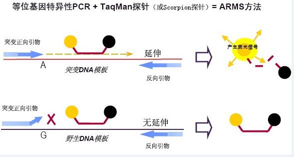 B輚(x)PCRzyԇЈDƬ