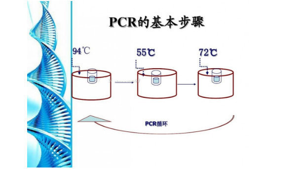 D(zhun)ëxPCRzyԇf