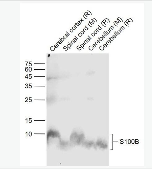 Bcl-2ο¡w