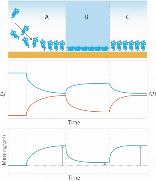 Polymer conformational changes