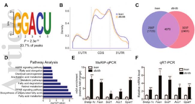 m6A - seqRNA- seq(lin)Ϸiз