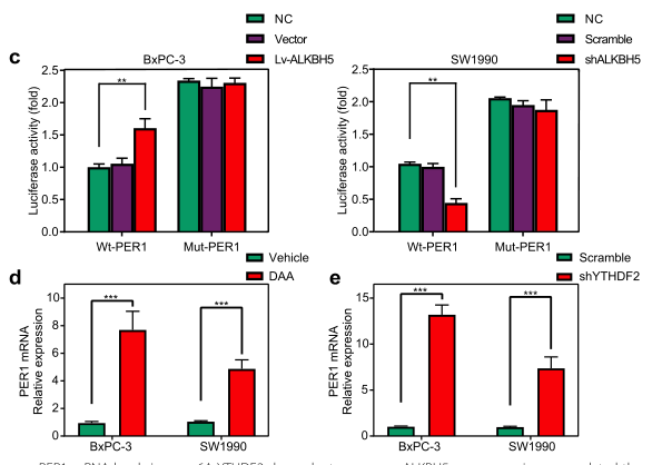 ȱALKBH5l(f)m6AR(sh)eYTHDF2T(do)mRNA⣬(do)PER1mRNAˮƽ