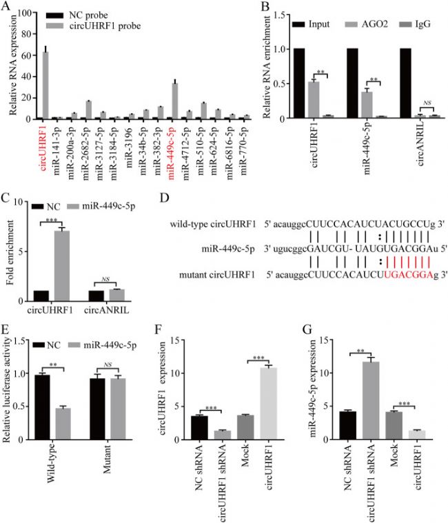 circUHRF1ͨ^miR-449c-5pP(gun);NK(x)