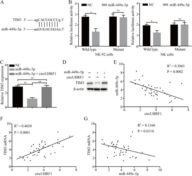 circUHRF1ͨ^miR-449c-5p{(dio)TIM-3ı_(d)