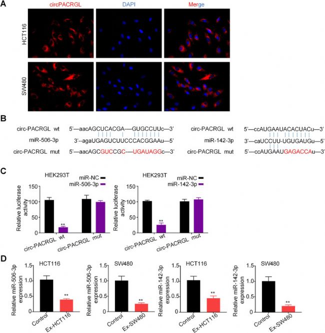 circPACRGL麣dӽY(ji)miR-142-3pmiR-506-3p