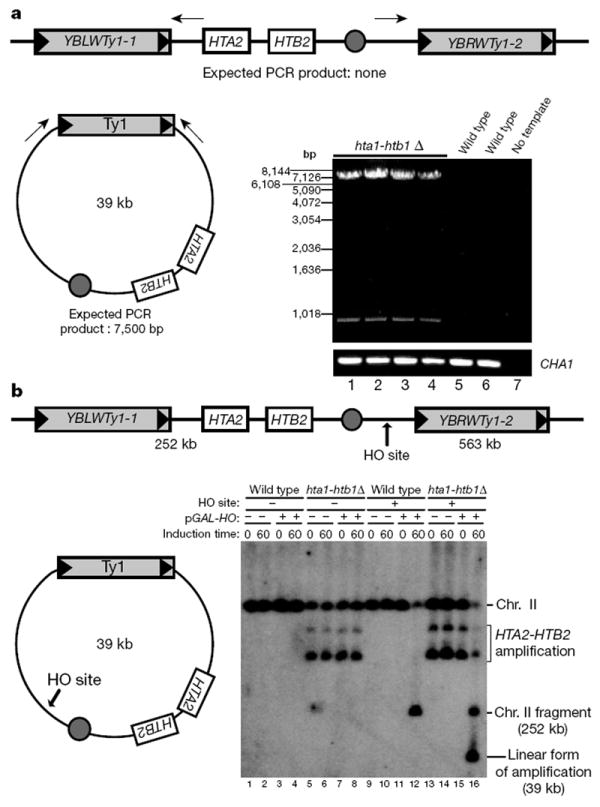 ͨ^γȾɫwh(hun)DNA{(dio)ᄾƽĸM׻ĔU(ku)