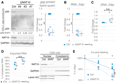 NAT10óӰ푌HIV-1D(zhun)䛱(wn)