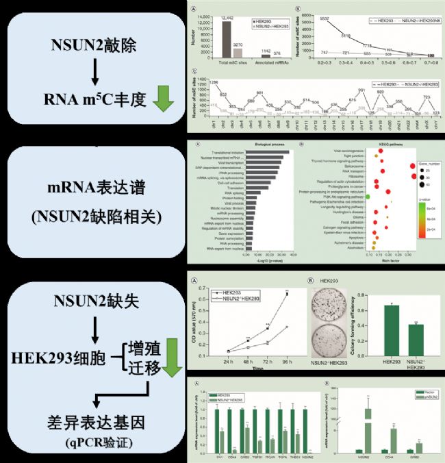 NSUN2ȱʧ(du)HEK293(x)mRNA 5-׻ͻ_(d)VӰ