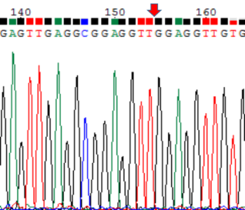 a(chn)Ʒ3eccDNA Sangery(c)