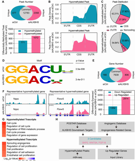 4 MeRIP-seq(lin)RNA-seqʾALKBH5ĝڰл