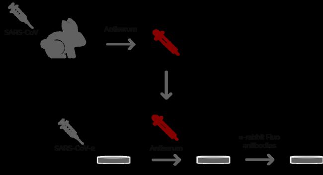 D2: Ogando˵һ(xing)(sh)(yn)漰ʹߟɹ@΢R(du)VeroE6(x)2002/2003SARSl(f)gw̽Ƃ俹SARS-CoVѪĝʹòͬÿѪһMwȻõڶMɹ⿹w(bio)ӛ@ЩÿѪSDM6 B@΢RM(jn)Пɹ@΢Rz顣