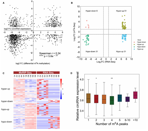 3m6A MeRIP-seqRNA-seq(lin)Ϸ