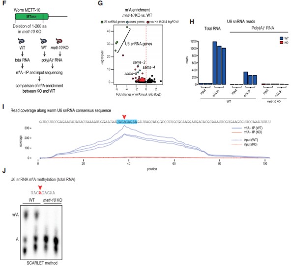 x METT-10  U6 snRNA  SAM ϳø mRNA  m6A 