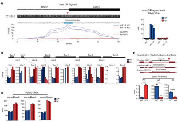 3λc(din) m6A  SAM ϳøǰw mRNA ļ