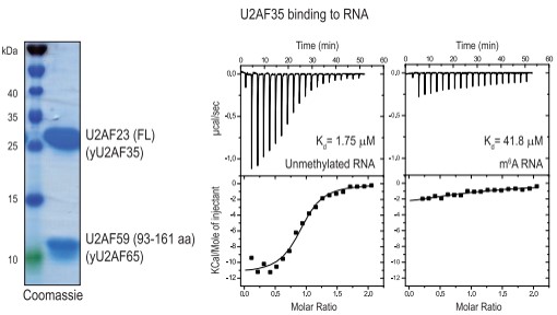  m6A׻ֹ˱U2AF35(du)λc(din)R(sh)e