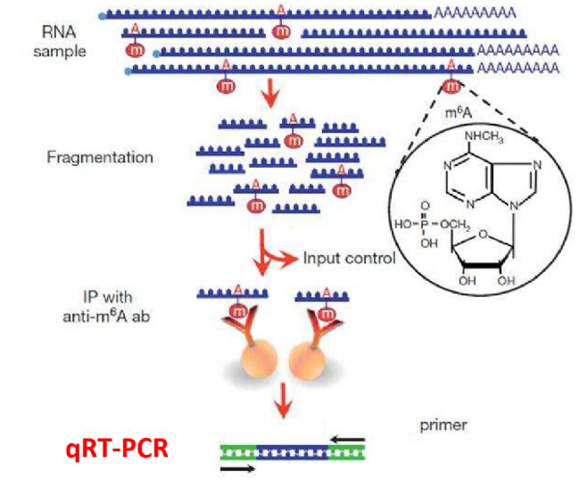 MeRIP-qPCR̈D