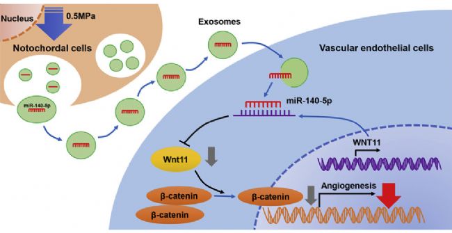 ܉sؓ(f)T(do)ļ(x)ጷŵwͨ^ miR-140-5p/Wnt/-Catenin SѪ