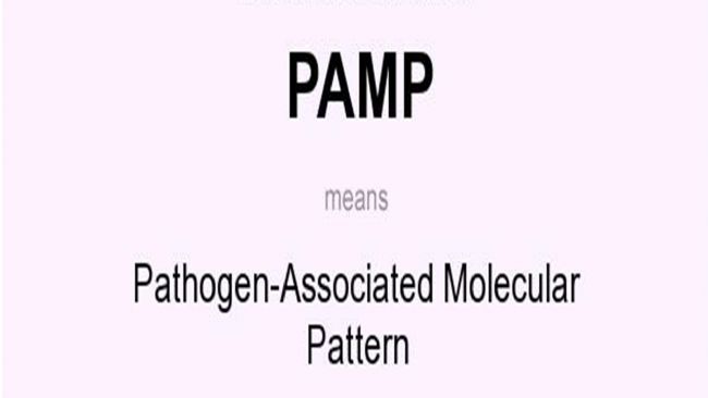 ԭwPģʽpathogen-associatedmolecular patternPAMP