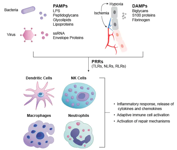 Toll-like Receptor