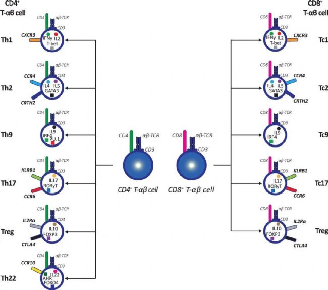 D8. CD4+ TCDB+Tā[7].jpg