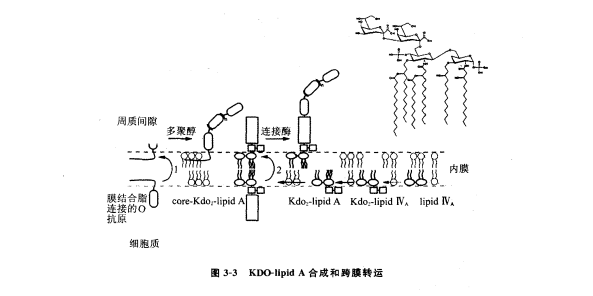 Lipid AϳɺzW