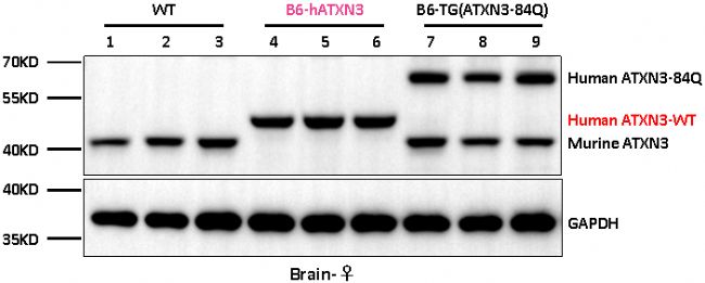 B6-hATXN3С