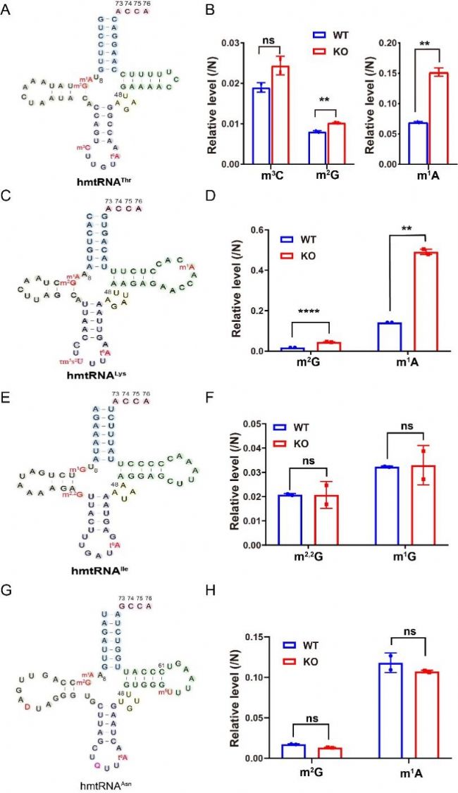 ˾wtRNA t6A(du)w_(d){(dio)صĶ