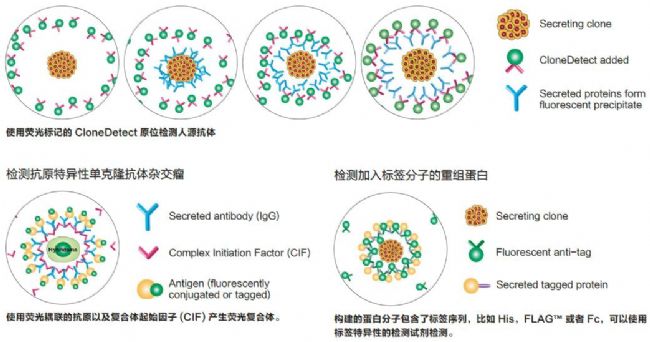 細(xì)胞克隆篩選系統(tǒng)