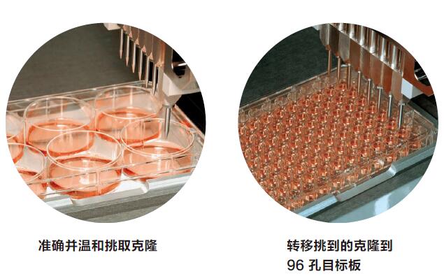 細(xì)胞克隆篩選系統(tǒng)