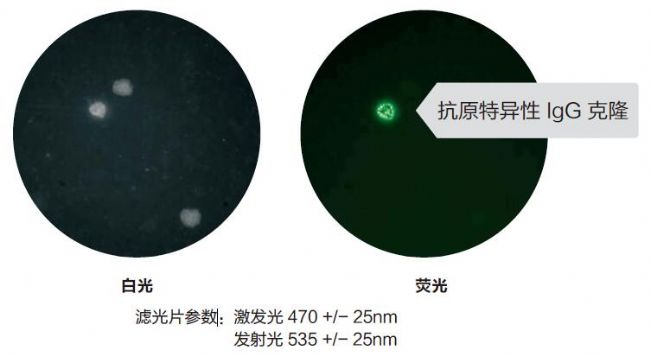 細(xì)胞克隆篩選系統(tǒng)