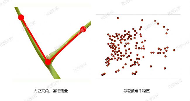 大豆表型檢測(cè)系統(tǒng)