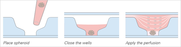 S_8035X_Spheroid_Seeding.jpg