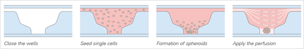 S_8035X_Spheroid_Self_Organization.jpg